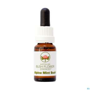 Aub Alpine Mint Bush, A-Nr.: 2626815 - 01