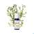 Aetherische Oele Puressentiel/bio Thymian 5ml, A-Nr.: 4934165 - 07
