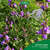 Sie sehen eine Packung A.Vogel Menosan Salvia, Produktbild: 03 A.Vogel Menosan Salvia, A-Nr.: 4296256 - 03