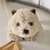 Warmies Wombat, A-Nr.: 5710315 - 03