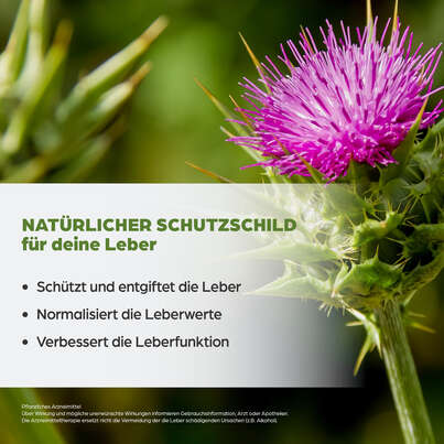 Sie sehen eine Packung Dr. Böhm Mariendistel, Produktbild: 03 Dr. Böhm Mariendistel, A-Nr.: 3910464 - 03