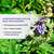 Sie sehen eine Packung Dr. Böhm® Mönchspfeffer forte 20 mg, Produktbild: 03 Dr. Böhm® Mönchspfeffer forte 20 mg, A-Nr.: 5530079 - 03