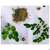 Moringa Powder Capsules 60 Stk., A-Nr.: 4583412 - 02