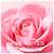 Sie sehen eine Packung Nuxe Very Rose Creamy Cleansing Milk 200ml, Produktbild: 05 Nuxe Very Rose Creamy Cleansing Milk 200ml, A-Nr.: 5948146 - 05