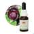 Aub Red Helmet Orchid, A-Nr.: 2627275 - 04