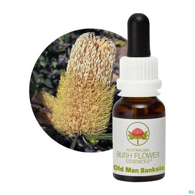 Aub Old Man Banksia, A-Nr.: 2627200 - 04
