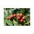 Sonnentor Gruener Kaffee Bio Aufgussbeutel 02906 18st, A-Nr.: 4276006 - 06