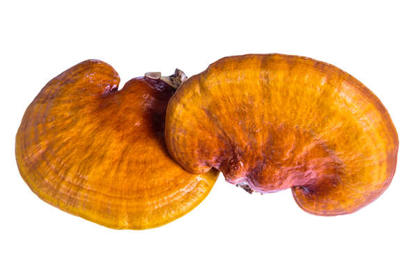 Reishi Pulver 150g, A-Nr.: 5606428 - 03