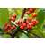 Guarana Pulver, 100g, das Original aus dem Amazonas, 100% natürliches Koffein, A-Nr.: 5229144 - 04