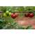 BIO Acerola Vitamin C Fruchtpulver, 100% pur, gefriergetrocknet mit 30% natürlichem Vitamin C, A-Nr.: 5659548 - 05