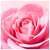 Nuxe Very Rose Tonic Mist 200ml, A-Nr.: 5301350 - 05
